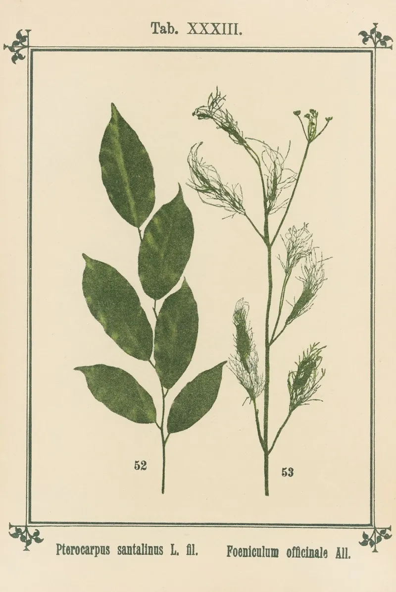 Plant Atlas To My Water Cure Pl 13 Wall Art by Sebastian Kneipp - High-Resolution Digital Print