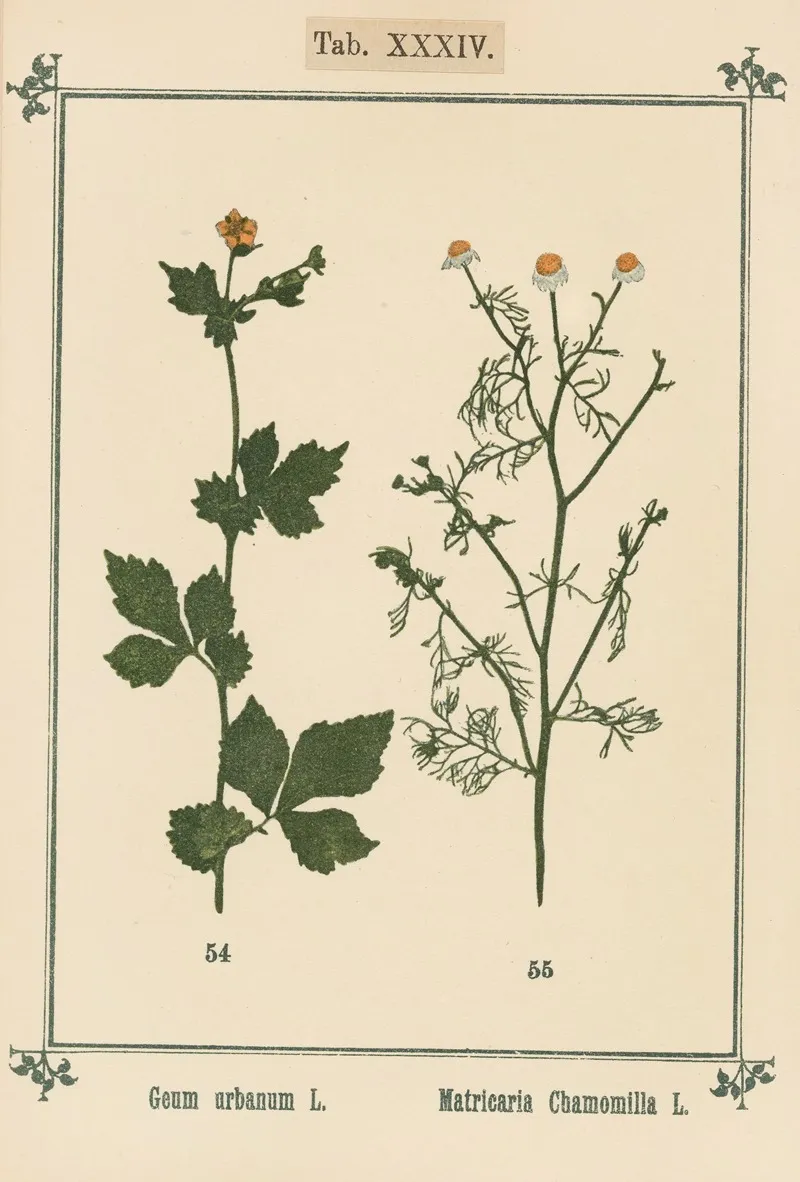 Plant Atlas To My Water Cure Pl 14 Wall Art by Sebastian Kneipp - High-Resolution Digital Print