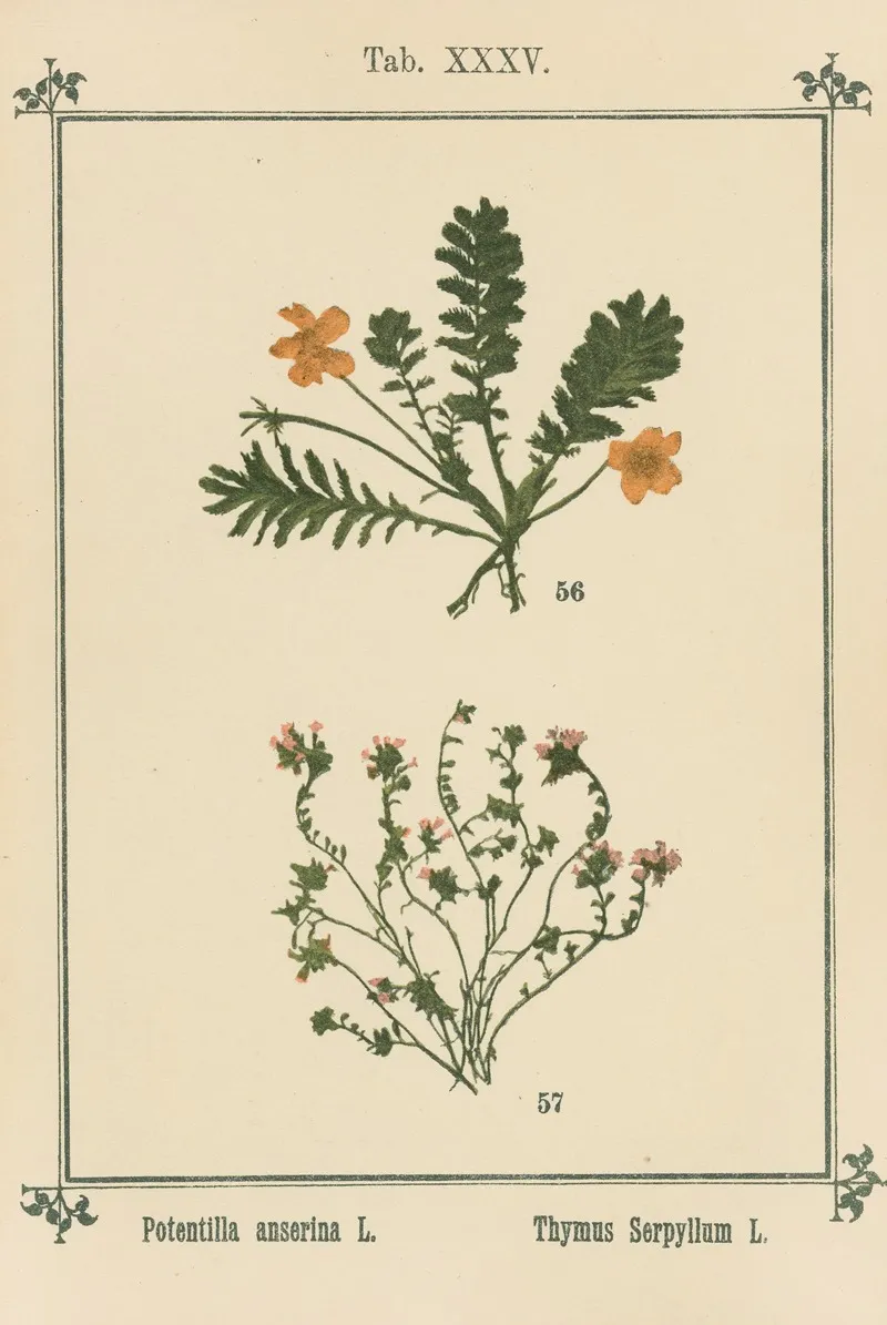 Plant Atlas To My Water Cure Pl 15 Wall Art by Sebastian Kneipp - High-Resolution Digital Print
