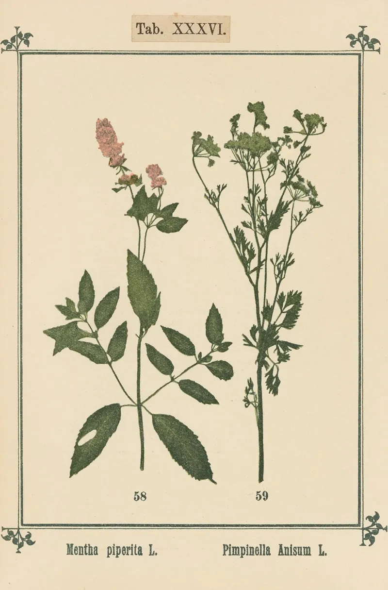 Plant Atlas To My Water Cure Pl 16 Wall Art by Sebastian Kneipp - High-Resolution Digital Print