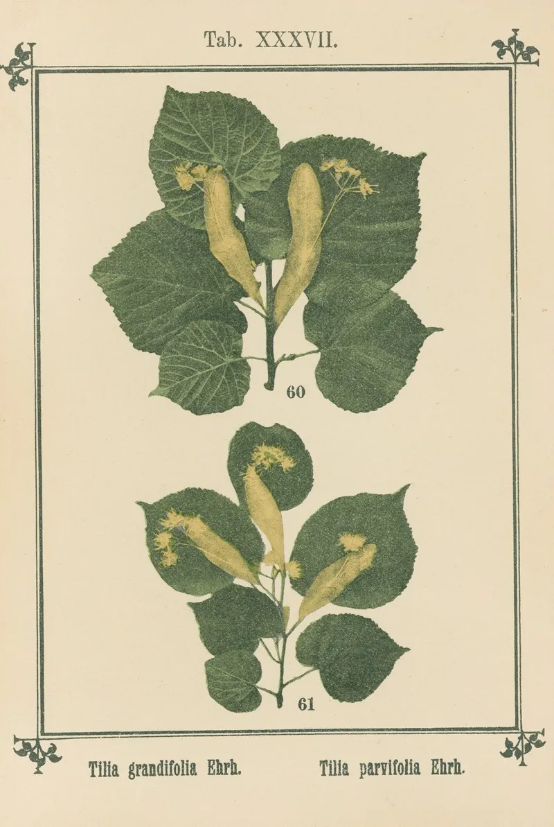 Plant Atlas To My Water Cure Pl 17 Wall Art by Sebastian Kneipp - High-Resolution Digital Print
