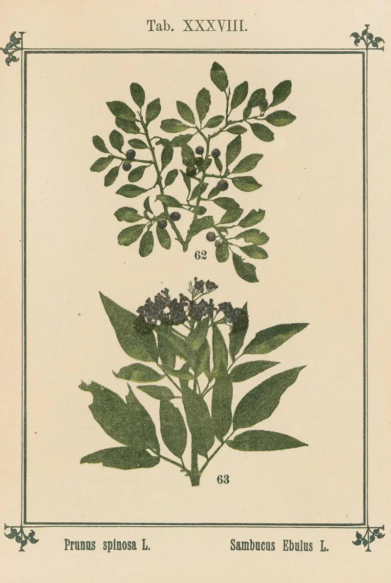 Plant Atlas To My Water Cure Pl 18 Wall Art by Sebastian Kneipp - High-Resolution Digital Print