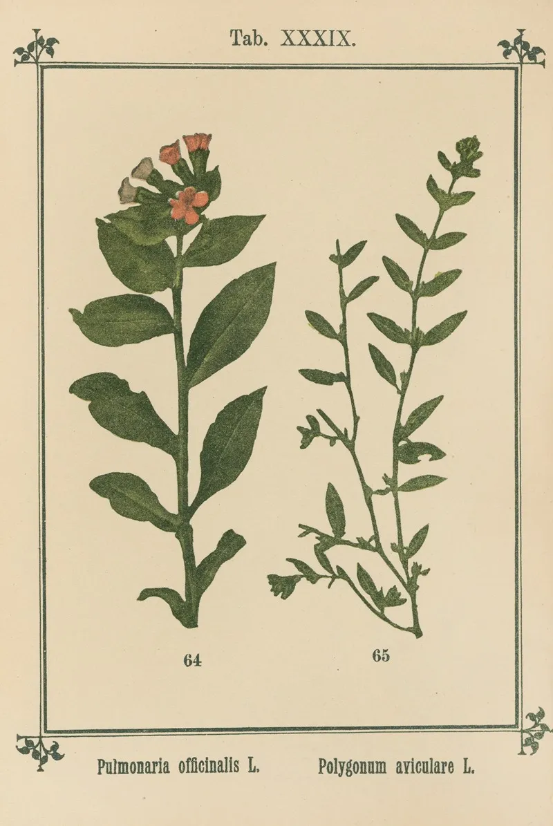 Plant Atlas To My Water Cure Pl 19 Wall Art by Sebastian Kneipp - High-Resolution Digital Print