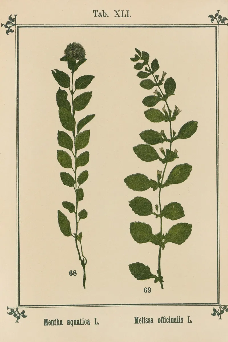 Plant Atlas To My Water Cure Pl 20 Wall Art by Sebastian Kneipp - High-Resolution Digital Print