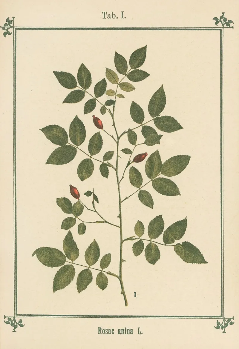 Plant Atlas To My Water Cure Pl 21 Wall Art by Sebastian Kneipp - High-Resolution Digital Print