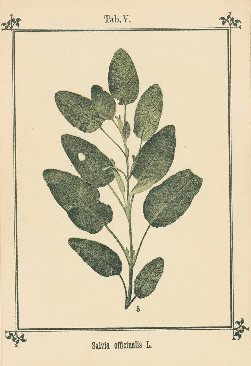 Plant Atlas To My Water Cure Pl 25 Wall Art by Sebastian Kneipp - High-Resolution Digital Print