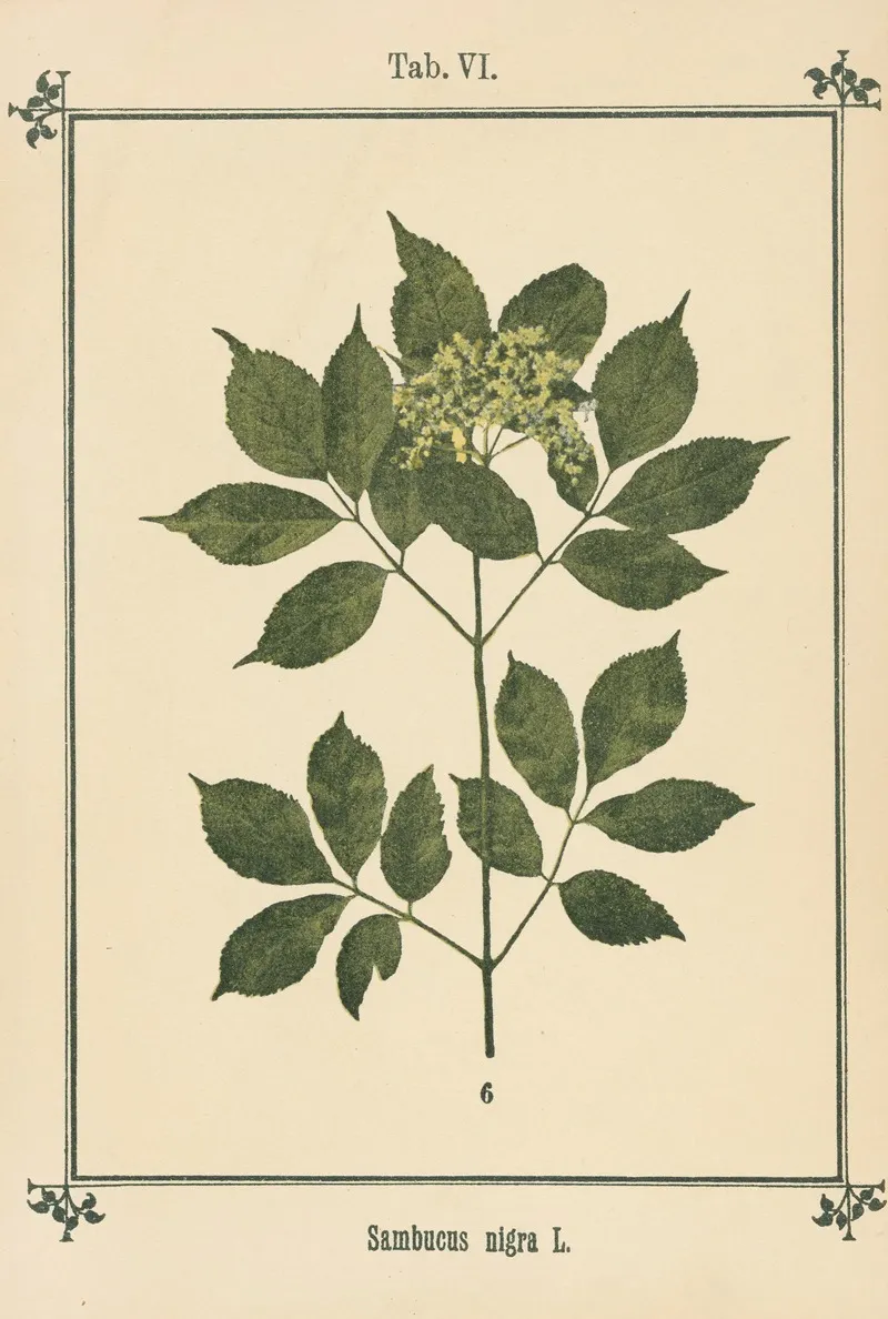 Plant Atlas To My Water Cure Pl 26 Wall Art by Sebastian Kneipp - High-Resolution Digital Print