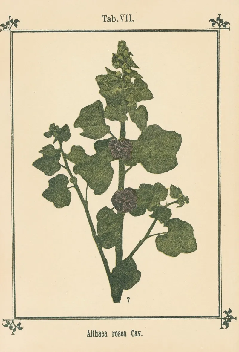 Plant Atlas To My Water Cure Pl 27 Wall Art by Sebastian Kneipp - High-Resolution Digital Print