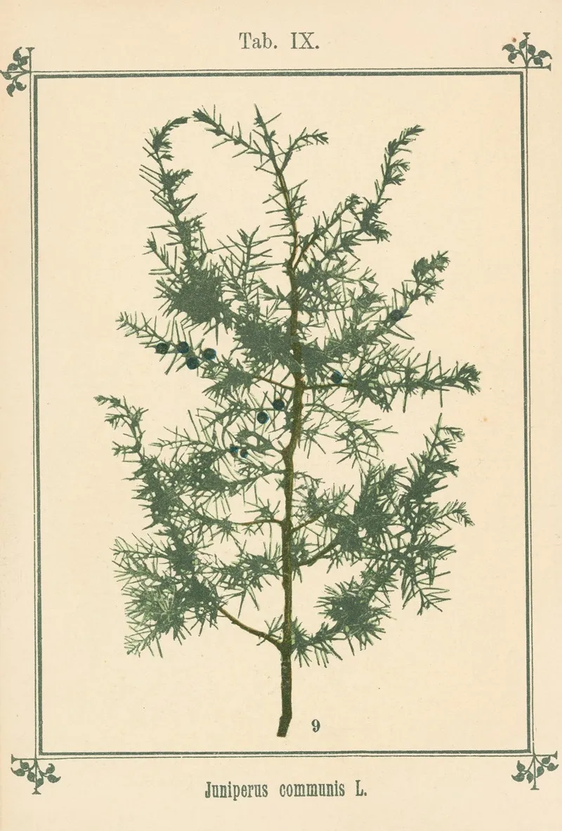 Plant Atlas To My Water Cure Pl 29 Wall Art by Sebastian Kneipp - High-Resolution Digital Print