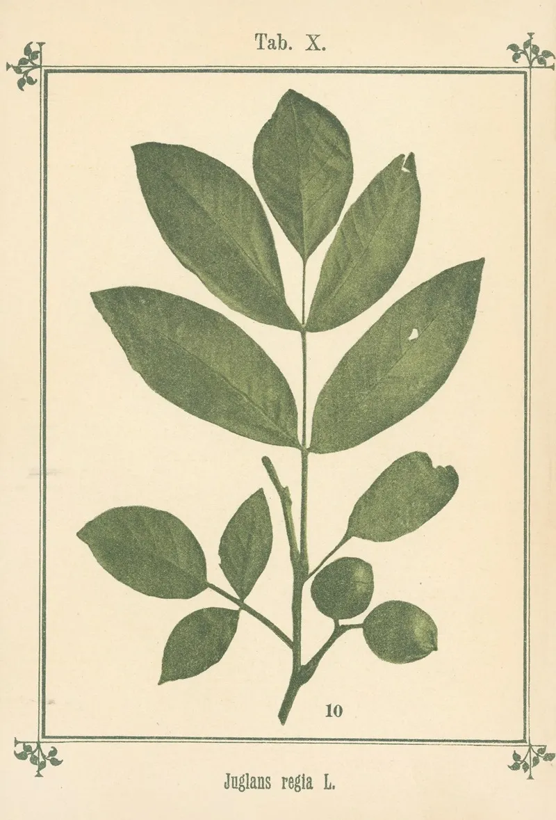 Plant Atlas To My Water Cure Pl 30 Wall Art by Sebastian Kneipp - High-Resolution Digital Print
