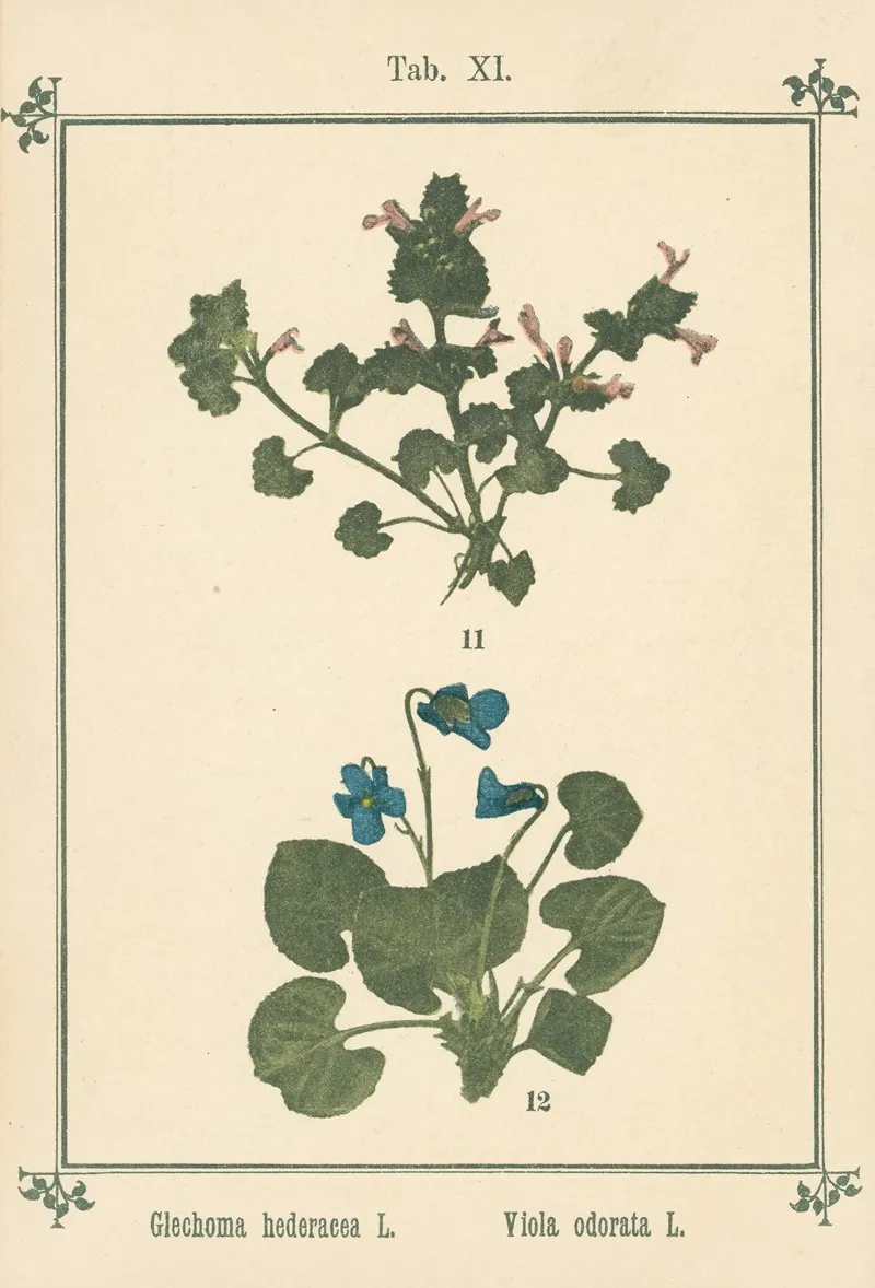 Plant Atlas To My Water Cure Pl 31 Wall Art by Sebastian Kneipp - High-Resolution Digital Print
