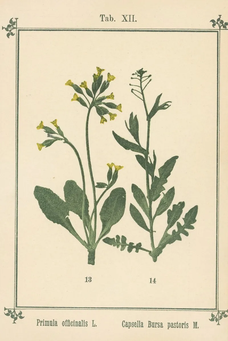 Plant Atlas To My Water Cure Pl 32 Wall Art by Sebastian Kneipp - High-Resolution Digital Print