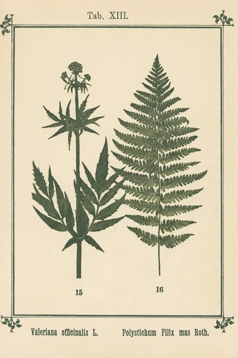 Plant Atlas To My Water Cure Pl 33 Wall Art by Sebastian Kneipp - High-Resolution Digital Print