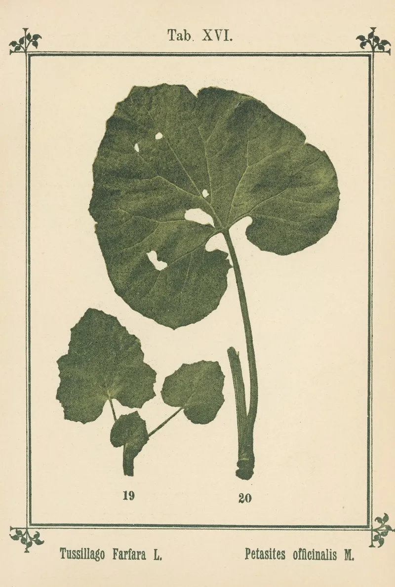 Plant Atlas To My Water Cure Pl 35 Wall Art by Sebastian Kneipp - High-Resolution Digital Print