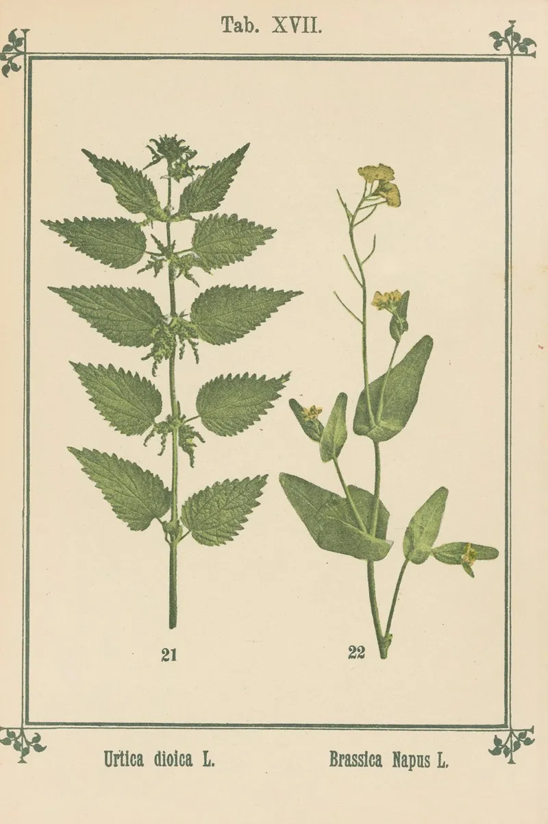 Plant Atlas To My Water Cure Pl 36 Wall Art by Sebastian Kneipp - High-Resolution Digital Print