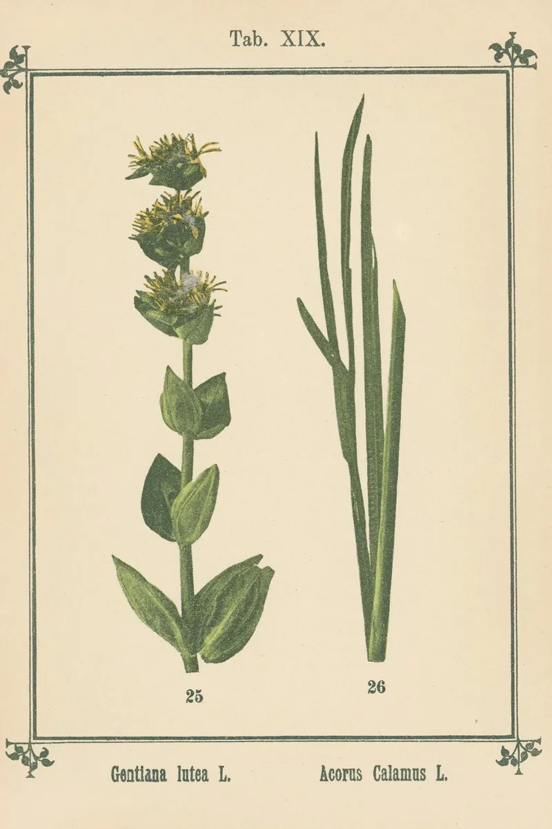 Plant Atlas To My Water Cure Pl 38 Wall Art by Sebastian Kneipp - High-Resolution Digital Print