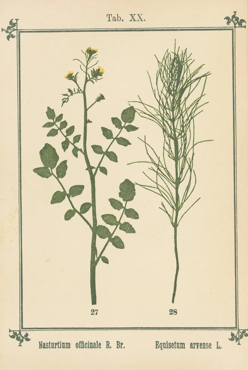 Plant Atlas To My Water Cure Pl 39 Wall Art by Sebastian Kneipp - High-Resolution Digital Print