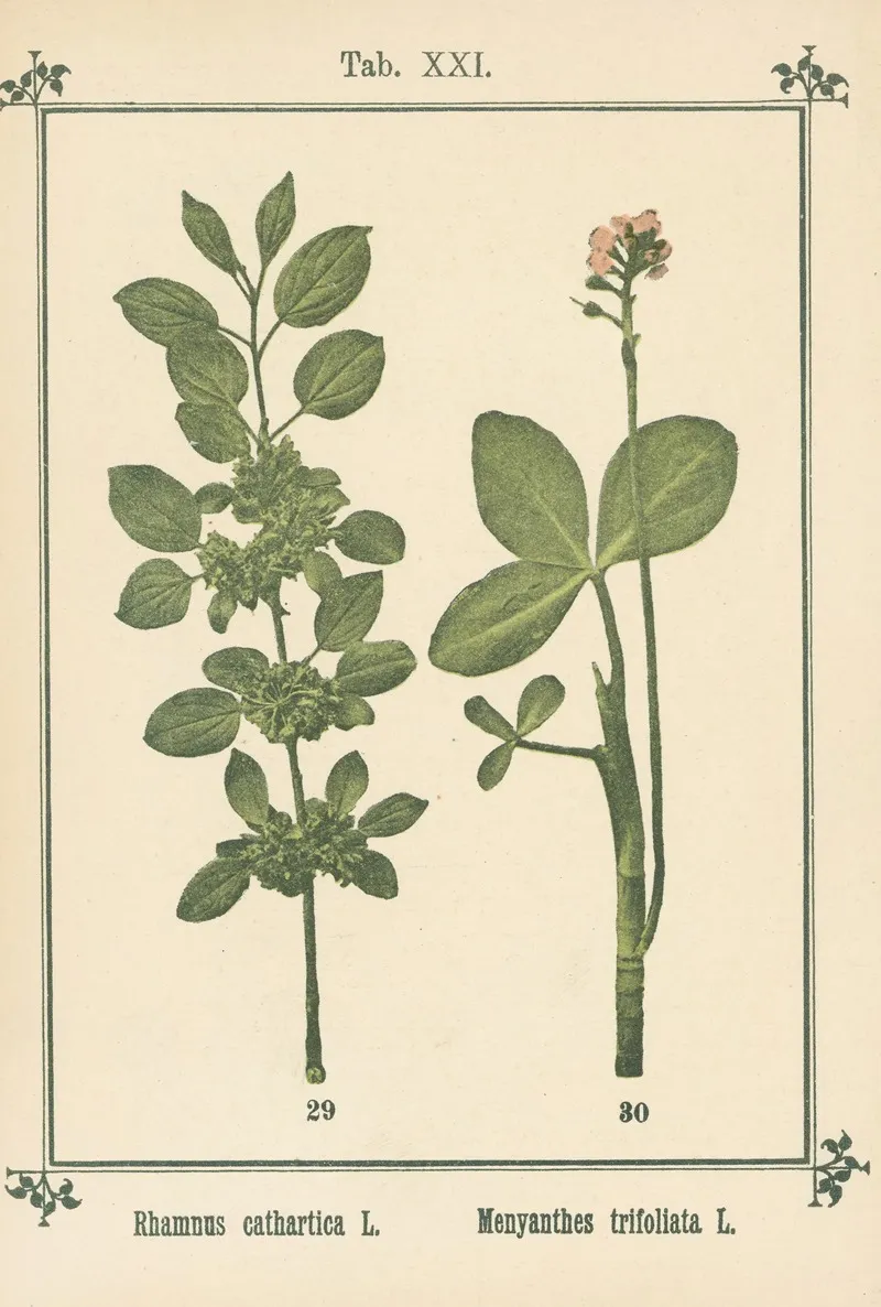 Plant Atlas To My Water Cure Pl 40 Wall Art by Sebastian Kneipp - High-Resolution Digital Print