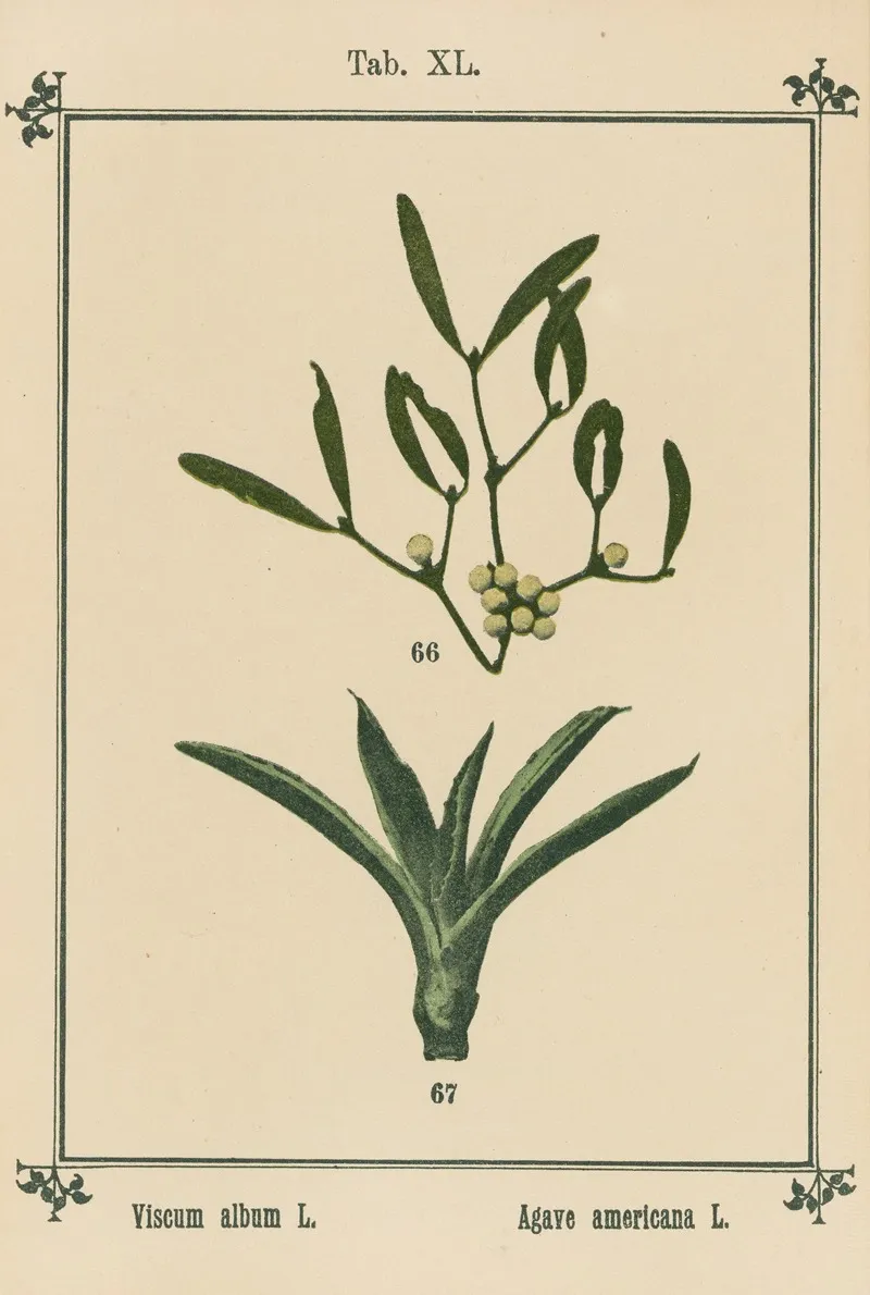 Plant Atlas To My Water Cure Pl 41 Wall Art by Sebastian Kneipp - High-Resolution Digital Print