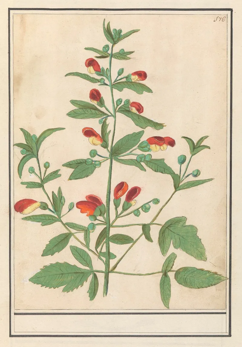 Plant Met Roodgele Bloemen Onbekende Soort Wall Art by Anselmus Boëtius de Boodt - High-Resolution Digital Print