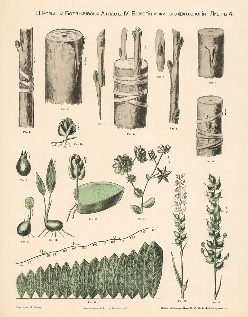 Plant Shoots Wall Art by Alexander-Paul Henckel - High-Resolution Digital Print