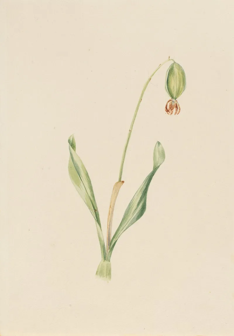 Plant Study 10