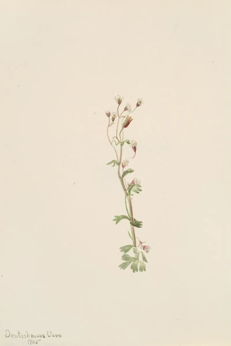 Plant Study 12