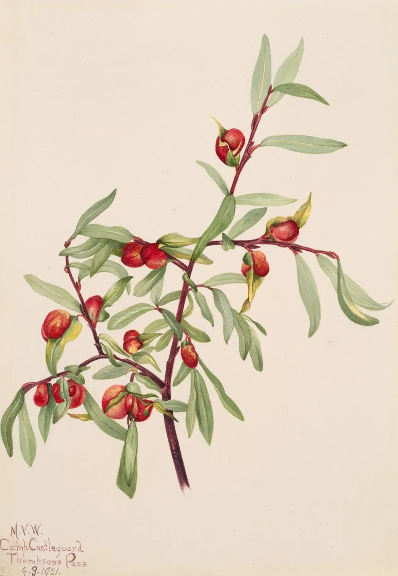 Plant Study 14