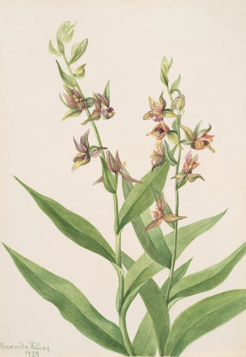 Plant Study 15