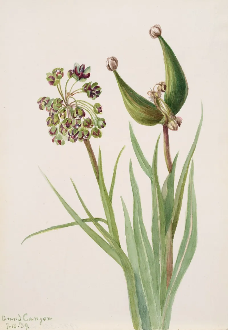 Plant Study 16
