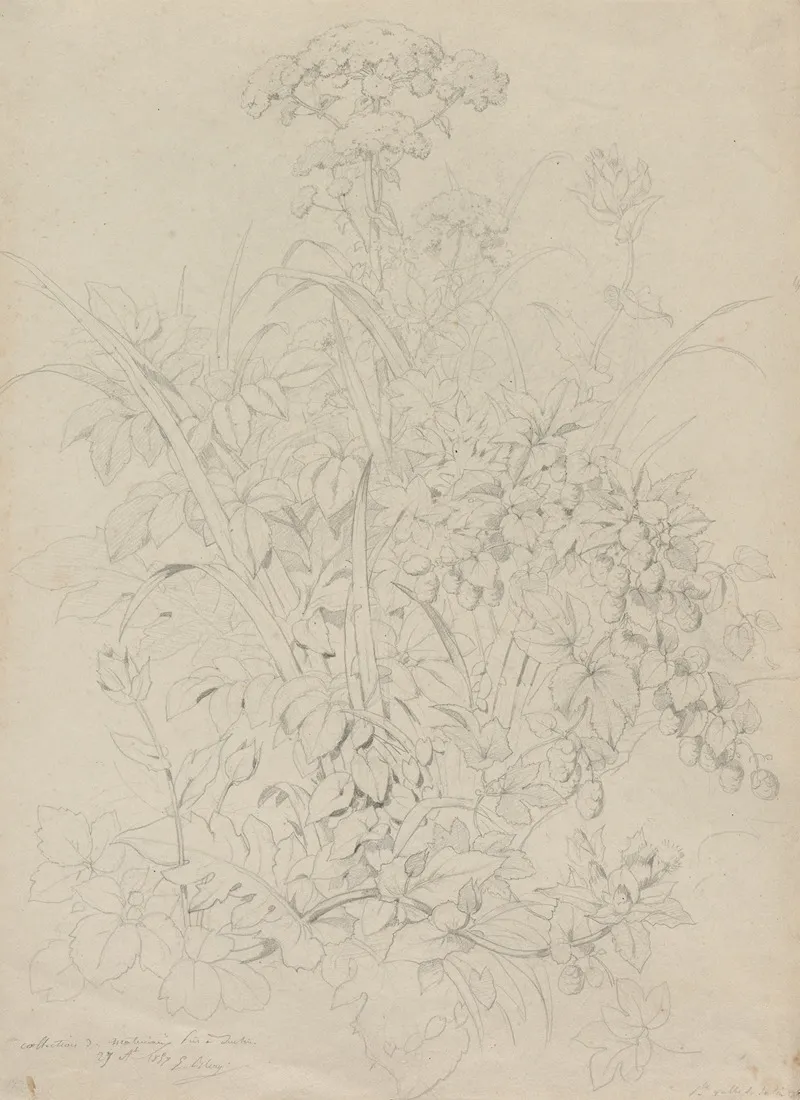 Plant Study 17