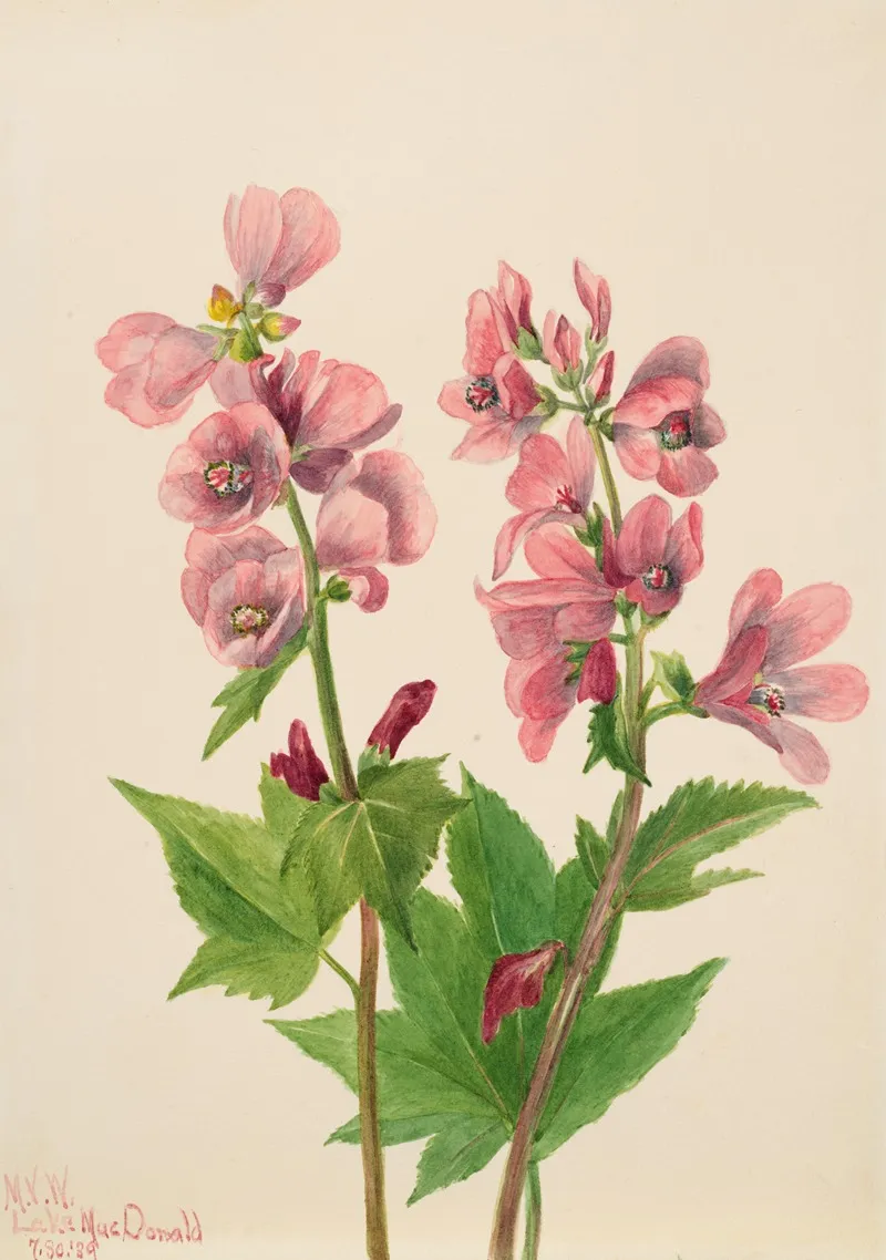 Plant Study 2