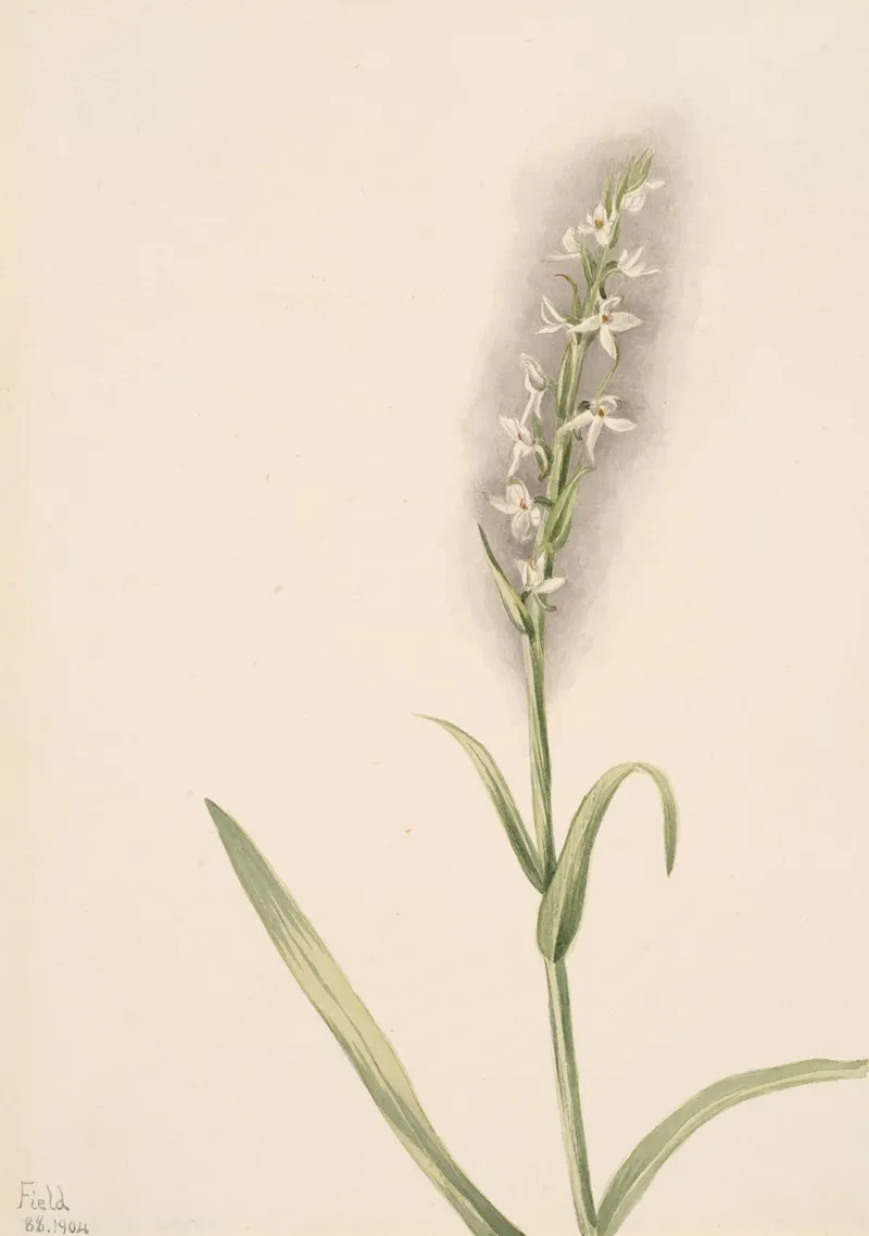 Plant Study 3