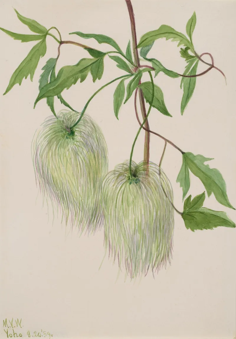 Plant Study 5