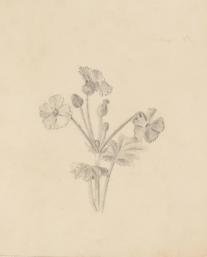Plant Study 6