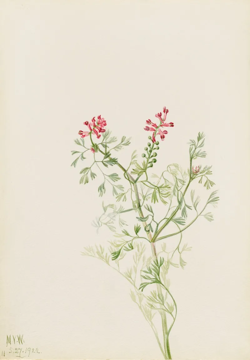 Plant Study 7
