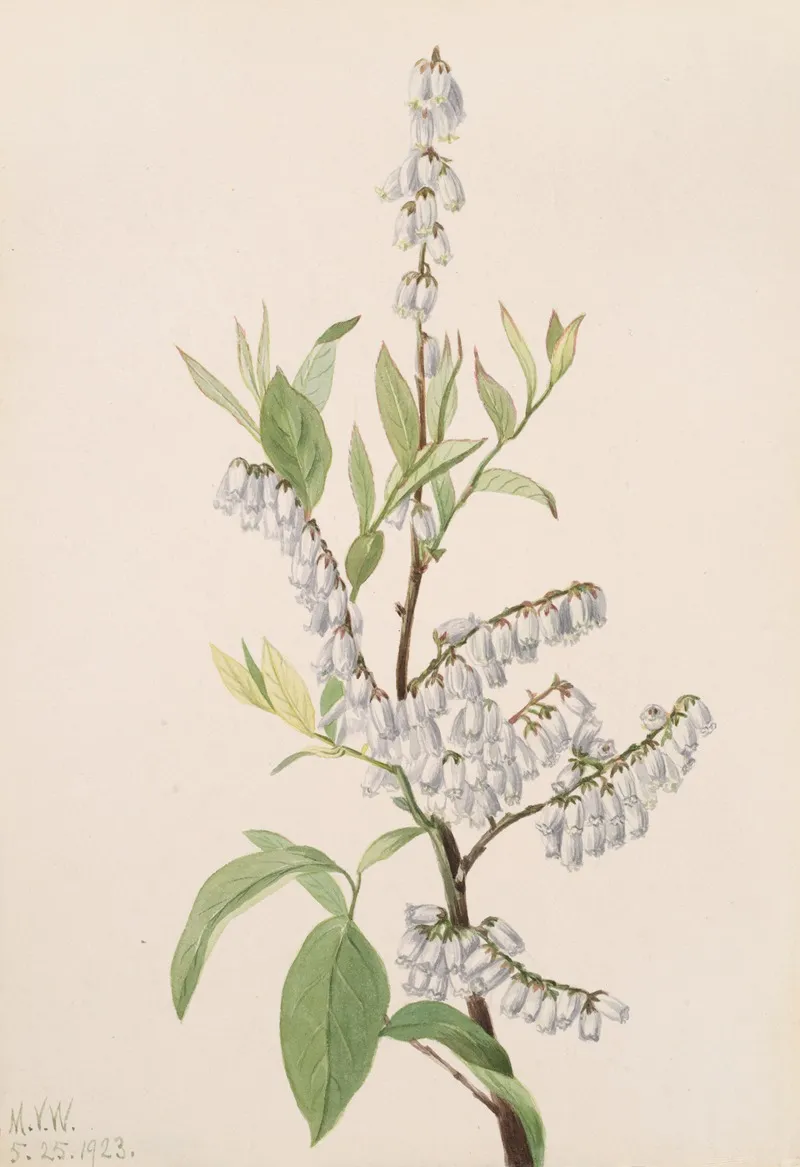 Plant Study 8