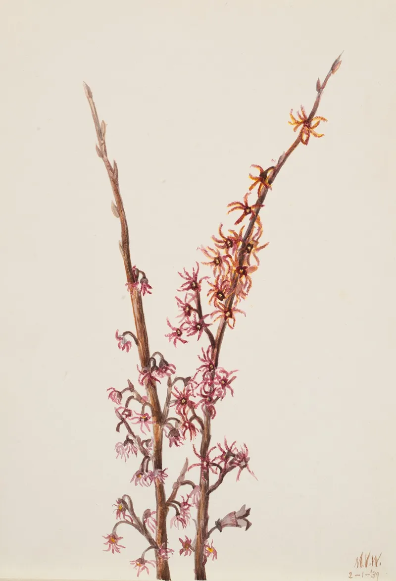 Plant Study 9