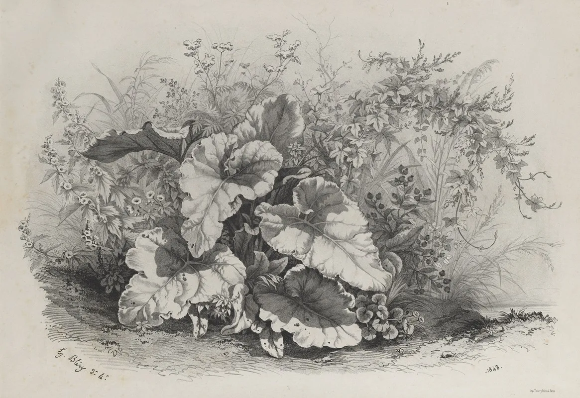Plant Study From Group Of Various Plants Drawn And Lithographed After Nature