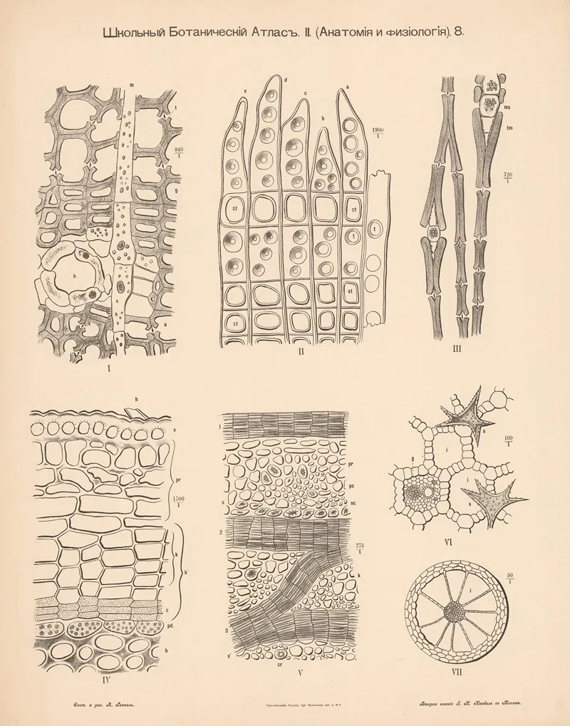 Plant Tissue 2 Wall Art by Alexander-Paul Henckel - High-Resolution Digital Print
