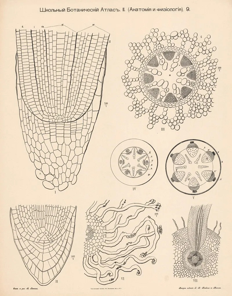 Plant Tissue Wall Art by Alexander-Paul Henckel - High-Resolution Digital Print