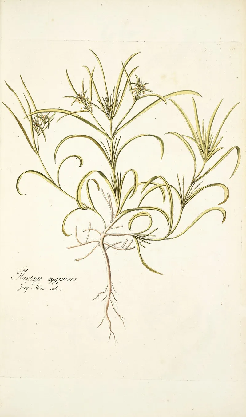 Plantago Aegyptiaca Wall Art by Nikolaus Joseph Freiherr von Jacquin - High-Resolution Digital Print