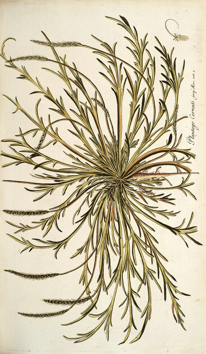 Plantago Cornuti Wall Art by Nikolaus Joseph Freiherr von Jacquin - High-Resolution Digital Print