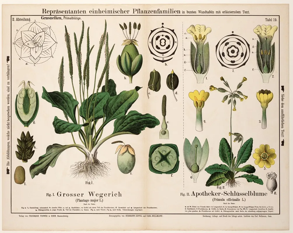 Plantago Major Primula Officinalis Grote Weegbree Echte Sleutelbloem Wall Art by Hermann Zippel - High-Resolution Digital Print