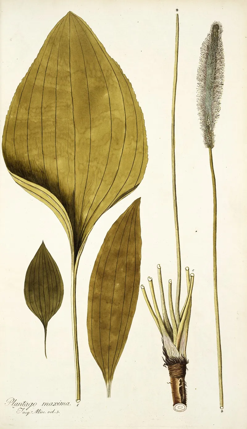Plantago Maxima Wall Art by Nikolaus Joseph Freiherr von Jacquin - High-Resolution Digital Print
