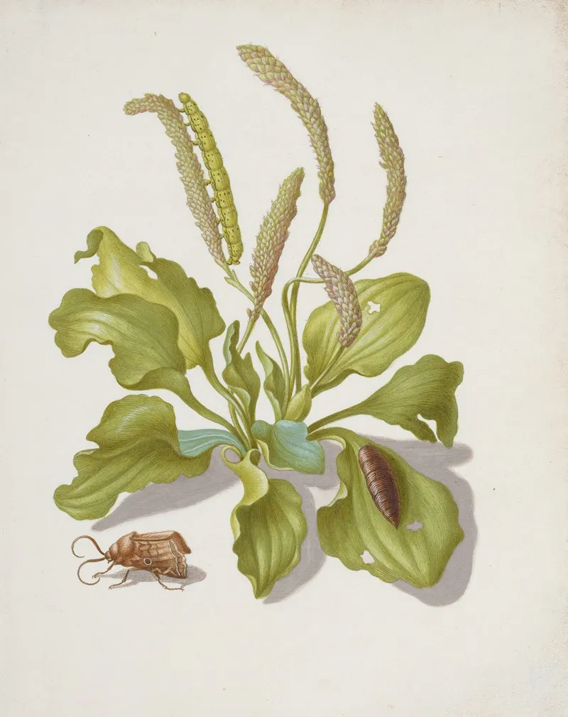 Plantain With Metamorphosis Of The Brigh Line Brown Eye