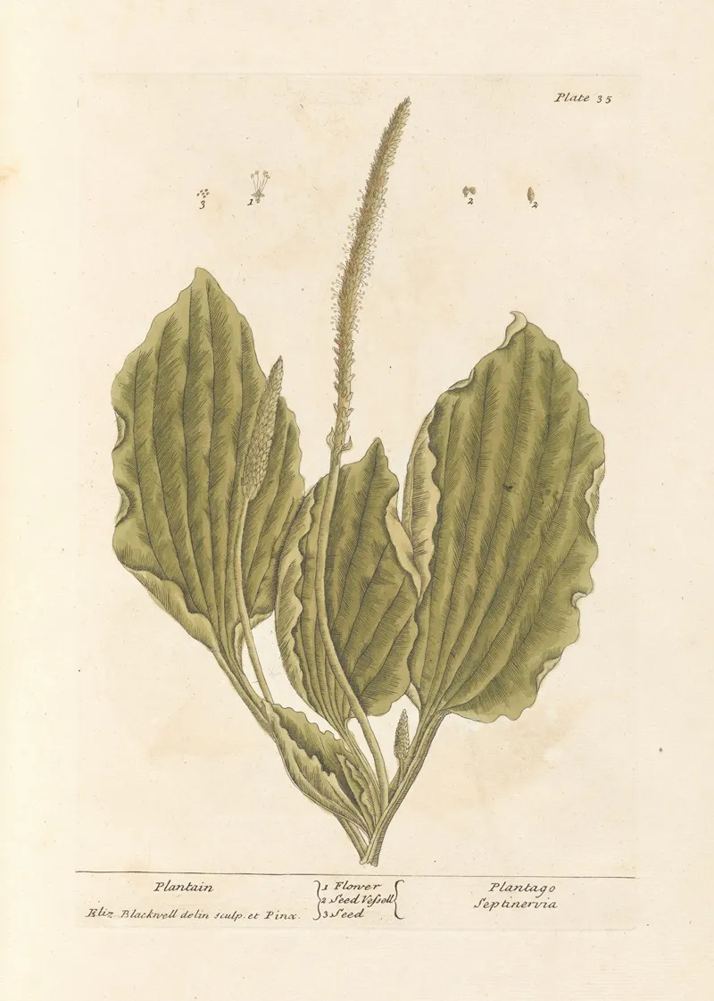 Plantain Wall Art by Elizabeth Blackwell - High-Resolution Digital Print