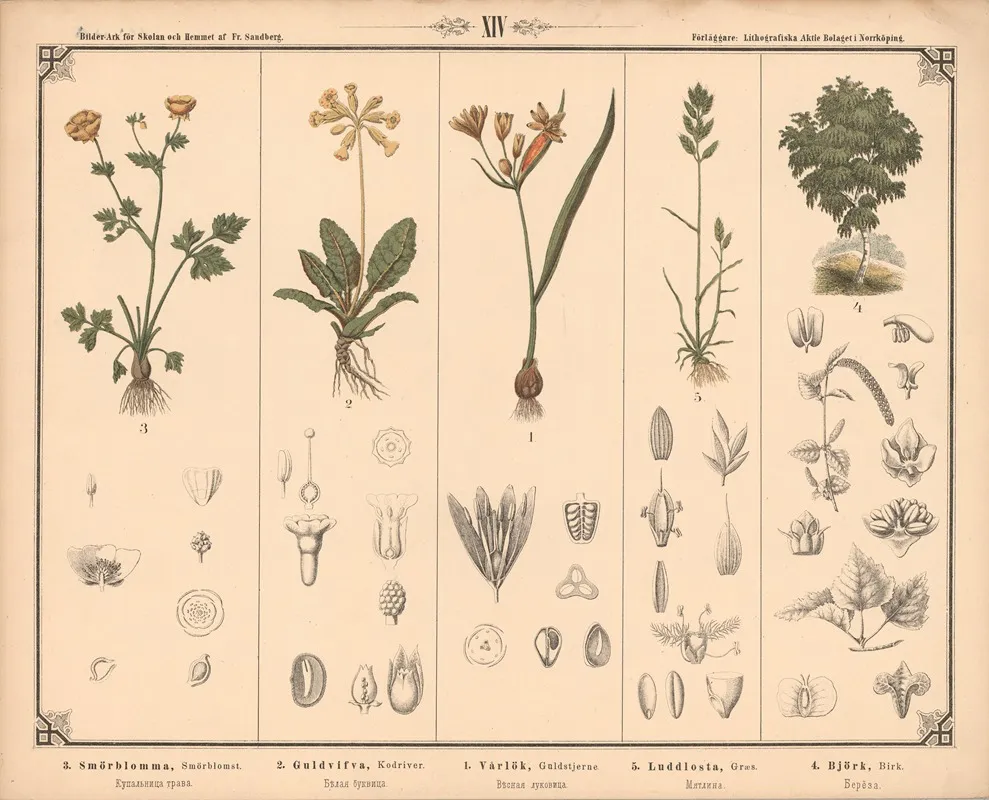 Planter Og Trae Wall Art by Fredrik Sandberg - High-Resolution Digital Print