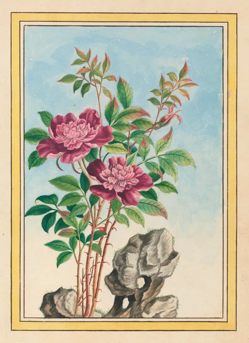 Plantes De Chine Pl 001 Wall Art by Pierre Joseph Buchoz - High-Resolution Digital Print