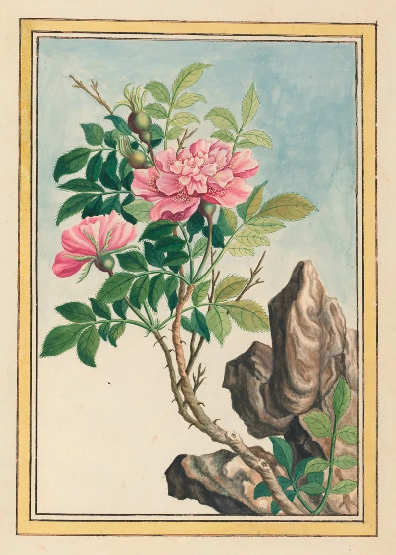 Plantes De Chine Pl 002 Wall Art by Pierre Joseph Buchoz - High-Resolution Digital Print